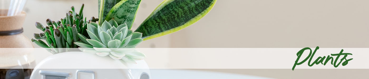 Send Plants
